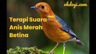 terapi-pancingan-suara-anis-merah-betina-bikin-moncer