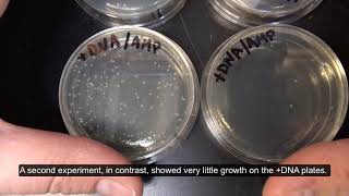 GFP Production - Part 2A: Transformation Results