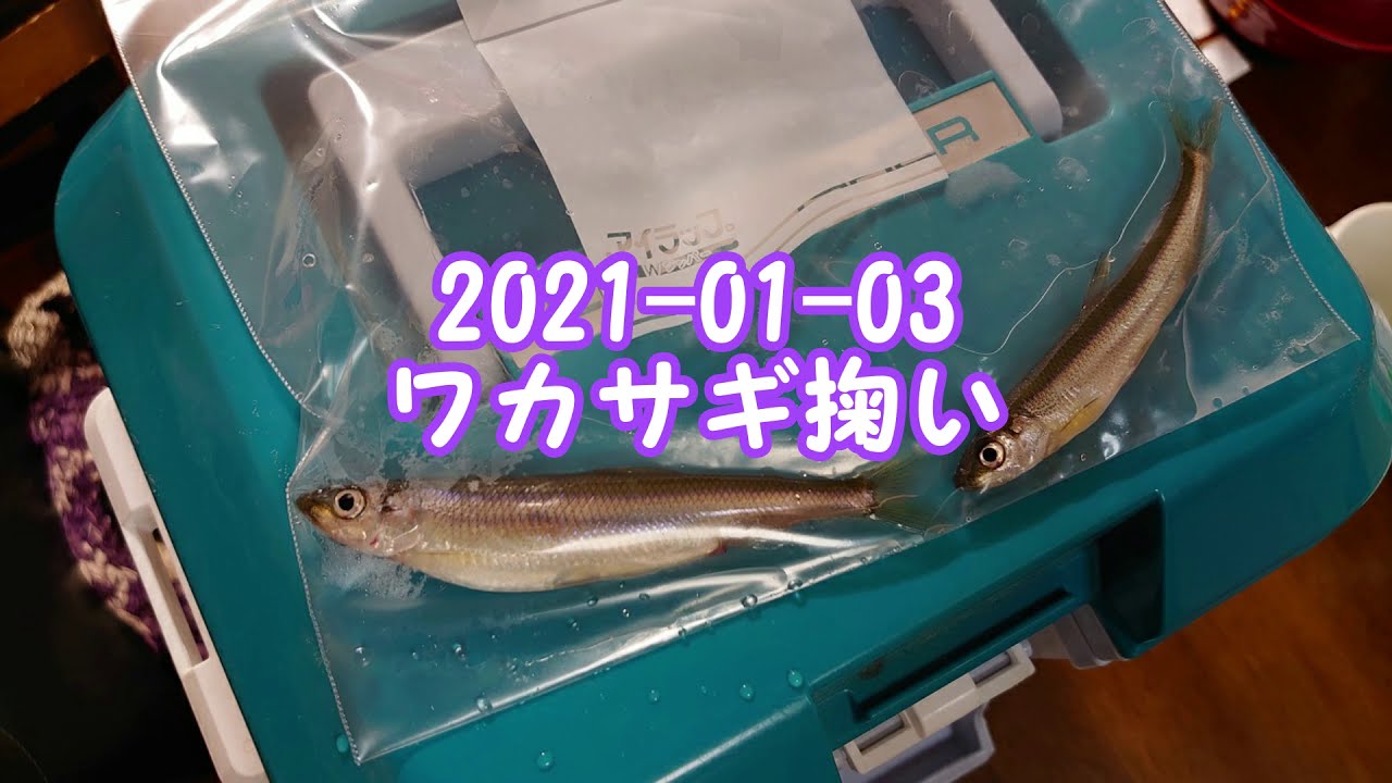 琵琶湖 ワカサギ掬い調査 1 21 01 03 2匹撃沈編 Youtube