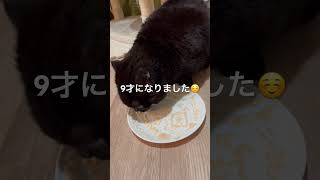 【黒猫マンチカン】ニーヨたん お誕生日? shorts short shortvideo munchkin blackcat 短足 短足マンチカン 誕生日  ちゅーる