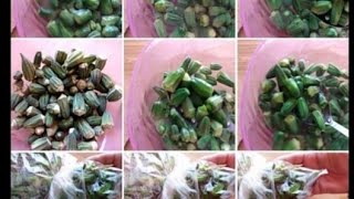 طريقة تخزين البامية الخضراء وسر احتفاظها بلونها freezing okra