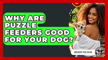 Why Are Puzzle Feeders Good For Your Dog? - Obedient Dog Guide