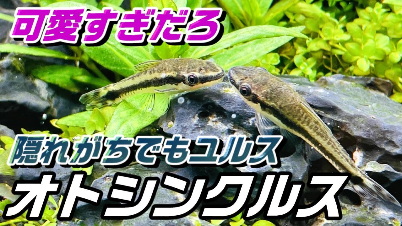 【アクアリウム】コケ取りに一役買ってる？オトシンクルス オトシンネグロとどう違うのかも紹介します#aquarium #水草水槽 #ネイチャーアクアリウム #アクアリウム