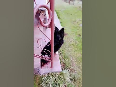 #собачка #песик #dog #собачки - YouTube