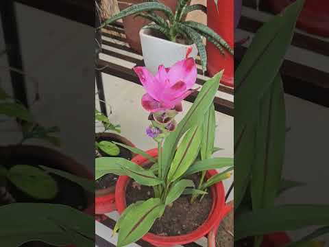 Wideo: Butterfly Ginger Lily Care - Uprawa lilii imbirowych Hedychium