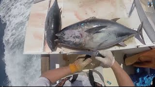 Filleting Giant Pacific Bluefin Tuna 65lbs