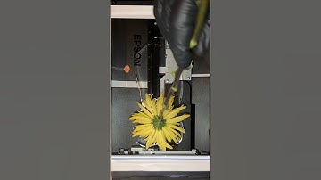 Cleaning flowers scanner art💛 #art #artshorts #flowers #arts #shortvideo #scanner #digitalart #shor