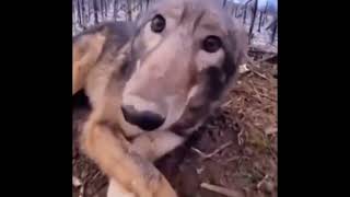 Wolf Boop All Endings