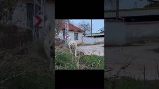 ￼ panzer ve Asi oğlu malkoç