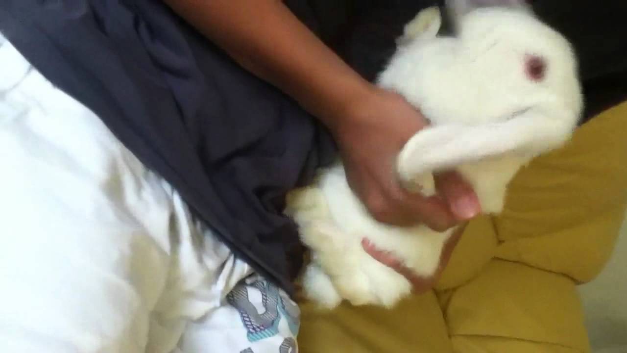 mein niedlicher hase