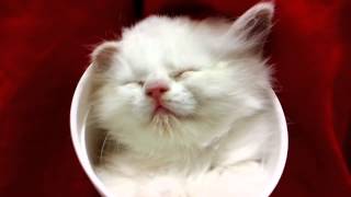 Kitten Sleeping in Cup: The Song