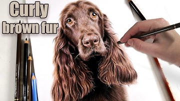 Photo Realistic DOG Colored pencil drawing from start to finish! Tackling complicated brown fur