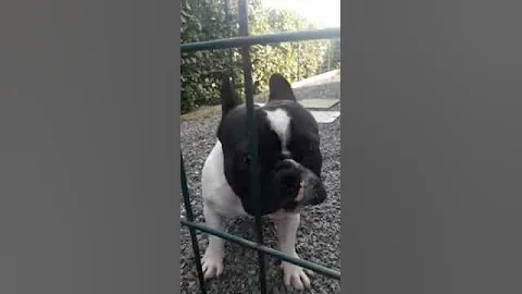 The Best Guard Dog In The World 😂😂😂