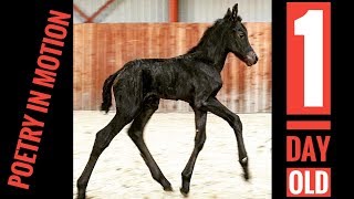 Watch and enjoy this newborn little filly. Klaske is only 1 day old.