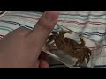 Cool crab