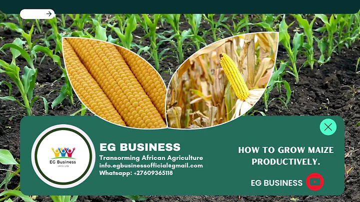 Growing Maize in South Africa: Essential Tips for Farmers @EG BUSINESS
