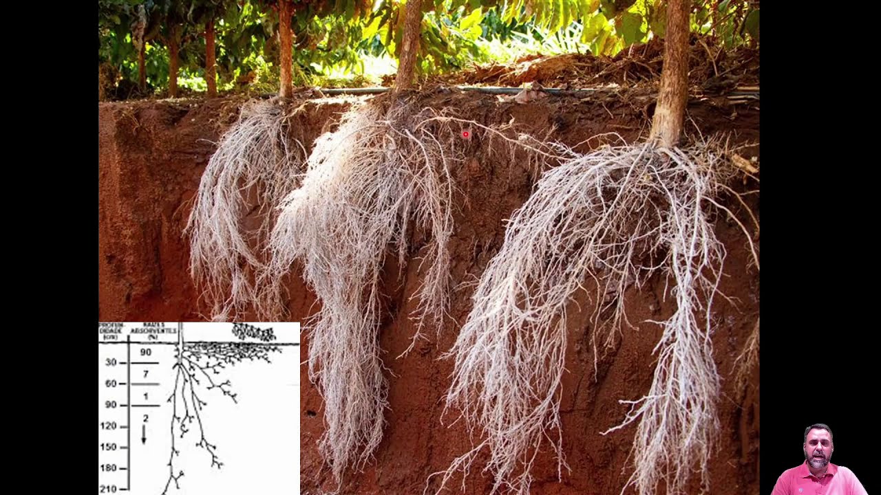 AULA 1 UNIDADE III   CULTURA DO CAFÉ - PROF. ROGÉRIO COIMBRA