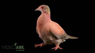 A pale-vented pigeon Patagioenas cayennensis at the ARCI in Gainesville Florida