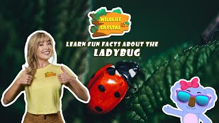 Ladybug Facts