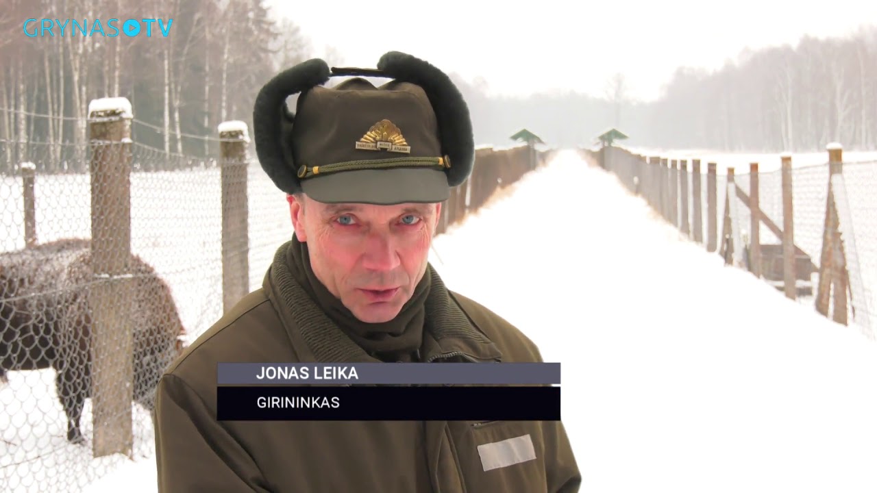 Didžiausi Lietuvos galiūnai iš arti: kerintis stumbrų gyvenimas