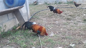 noob qaib qus txuam f2 npaj yuav xa mus rau ib tug tij laug nyob thoob na mis