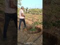 જામફળ ના  ખાડા કરવા થી છોડ ને વિકાસ સારો થાય છે