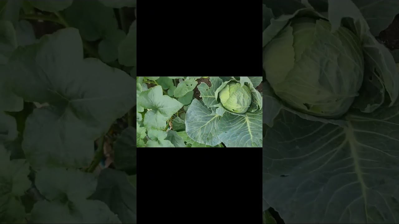 companion planting herbs with Brassicas