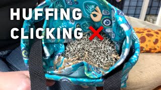 Huffing & puffing is normal | Your hedgehog's clicking noises are not.
