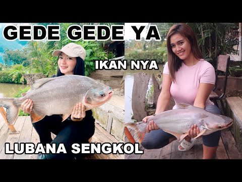 MANCING MONSTER CANTIK Di Lubana Sengkol Pavlog ft. Jess Amalia