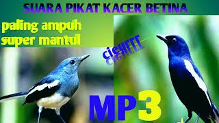 Pikat kacer betina pemikat jantan paling ampuh #pikatkacerjantan