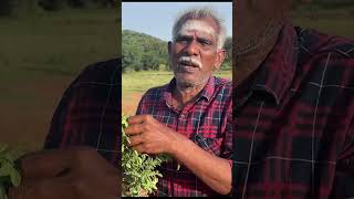 Avuri Leaf Herbal Plant Apkvlogs