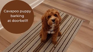 Cavapoo puppy barking at doorbell.