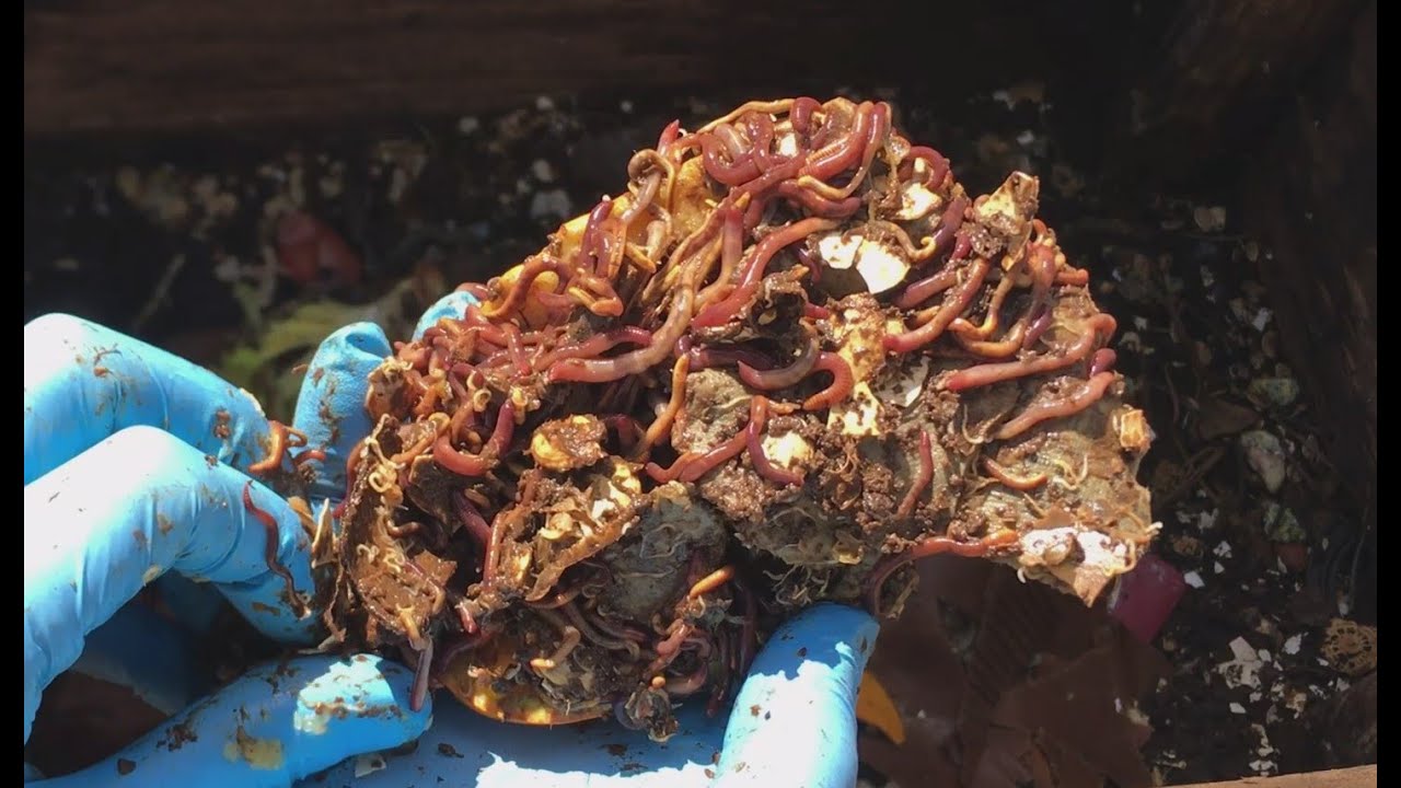 Worm Composting // Improve Your Results Using Moistened Cardboard