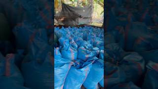 Pusat Kompos Kohe Full Mix Fermentasi Premium #pupukorganik #pertanian #petani #pupuk #shorts #vlog