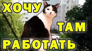 Как отмывают деньги в России: Схема "Котокоп" Как отмывают деньги в России: Схема "Котокоп"