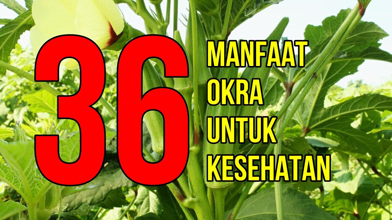 Masya Allah, Inilah 36 Manfaat Tanaman Okra untuk Kesehatan