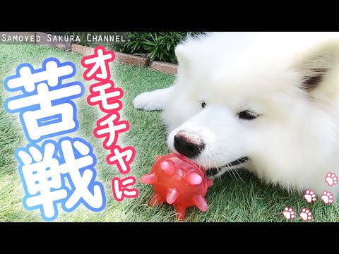 プレゼントで貰ったおもちゃに苦戦するサモエドさくら