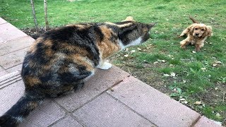 Our Cats Never Let The Neighbor's Dog Enter Our Garden