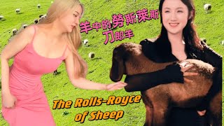 維族美女帶你見識羊中的愛馬仕 - 刀郎羊 Beautiful Uyghur girl shows you “The Hermes of Sheep” in Xinjiang #刀郎羊