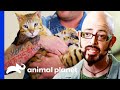 Escape Artist Savannah Cat Needs A Way To Burn Off Some Energy | My Cat From Hell