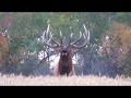 Giant Saskatchewan bull elk!