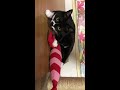 けりぐるみ😊白黒猫ざきおtuxedo-cat【猫動画】
