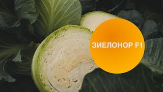 ЗИЕЛОНОР F1 | Овощная усадьба