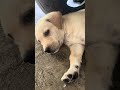 The puppy is sleeping #shortvideo #puppyvideos #puppyshorts