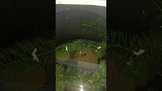 #fishpin