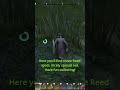 Enshrouded: Finding Reed Made Easy – Locations &amp; Tips!