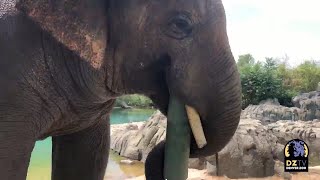 Asian Elephant Chuck Outsmarts His Puzzle Feeder