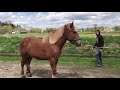 Коні Стрийщини. Розіграш Барона продовжується. Випустив коні на пашу🐴🐴🐴🐴🔥💪🏻