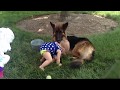 Adorable Dog are Babysister | Dogs has loved his little sister before she was born