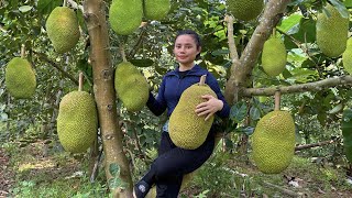 Harvest the jackfruit garden and bring it to the market to sell - gardening